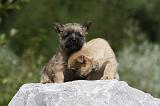 CAIRN TERRIER 458